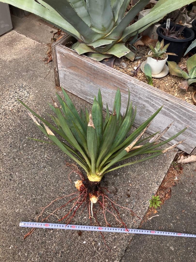 Amazon.co.jp: Yucca ユッカ キミガヨラン 子株 発根済み 株 ドライ